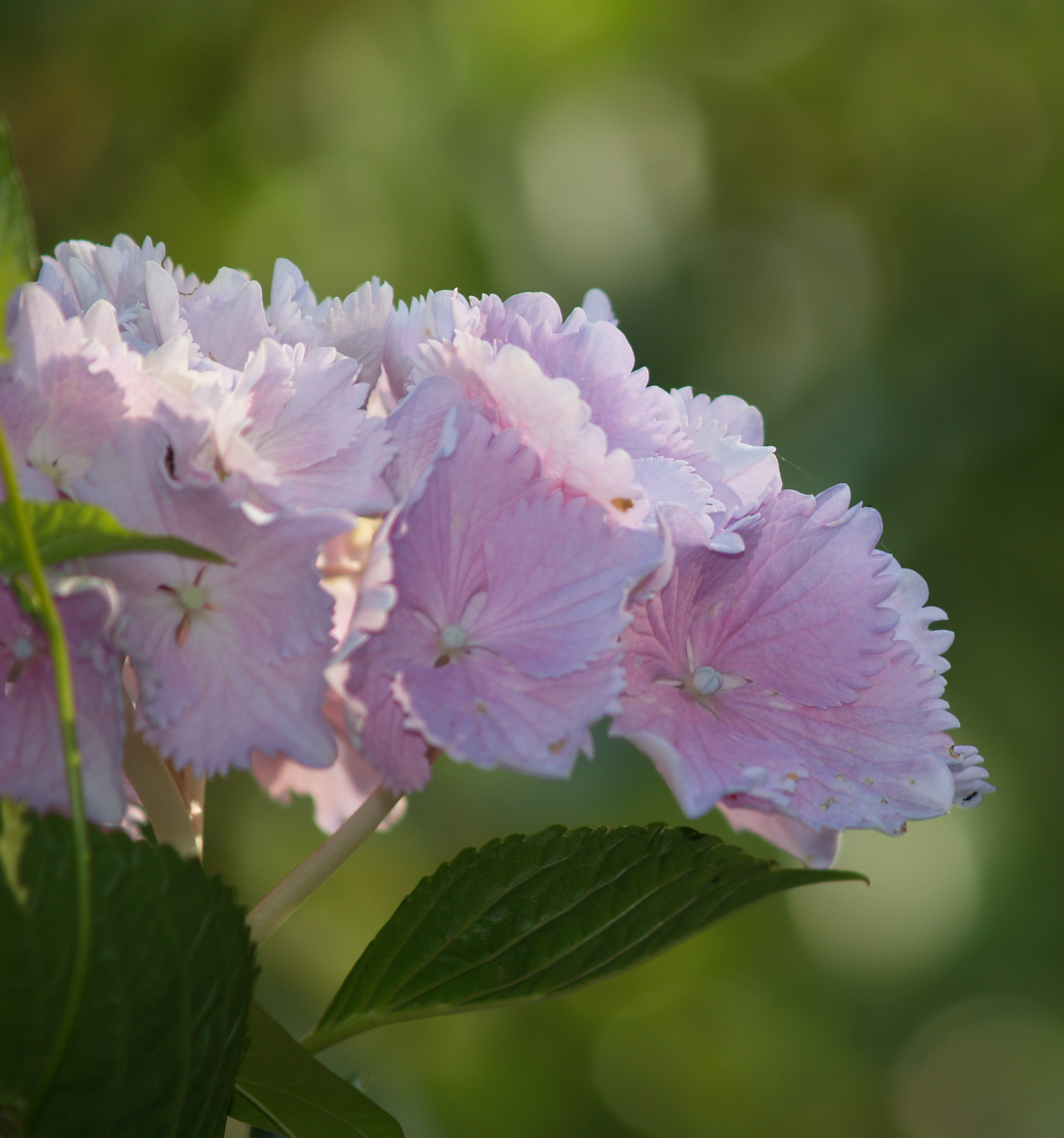 Hydrangea Macrophylla Alberta   ALBERTA 