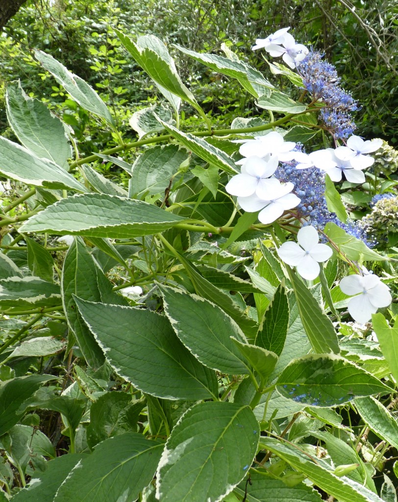 macrophylla 'ECLIPSE'